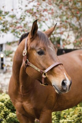 Perri's Custom 1 Professional Halter Best Price