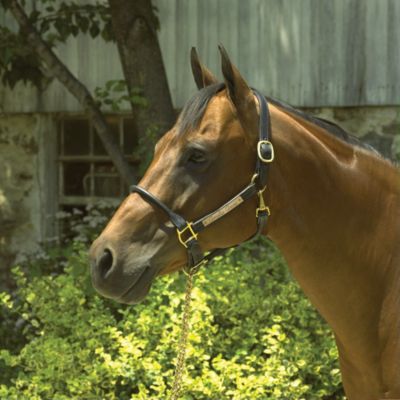 Perri's Custom 1 Rolled Nose Halter Best Price