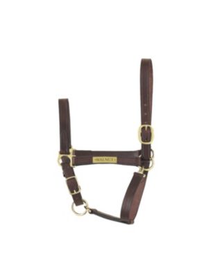 Perri's Custom 1 Economy Leather Halter Best Price