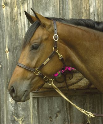 Perri's Custom 3/4 Premium Show Halter Best Price