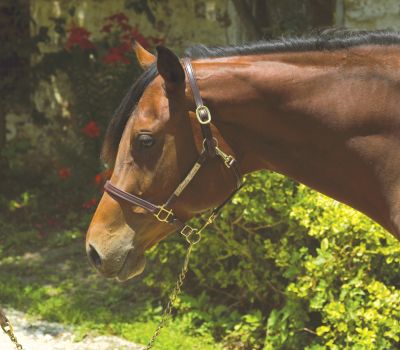 Perri's Custom 3/4 Economy Convertible Grooming Halter Best Price