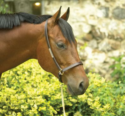Perri's Custom 3/4 Leather Grooming Halter Best Price