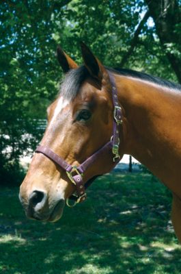 Lami-Cell English Motif Halter