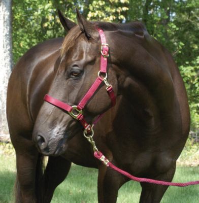 Lami-Cell Deluxe Nylon Halter