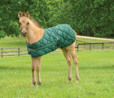 Lami-Cell Foal Blanket