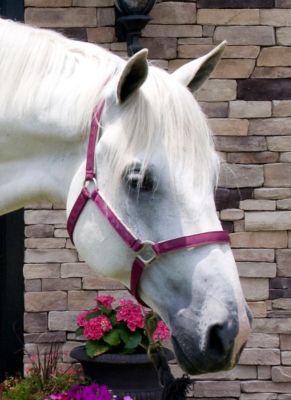 Elegance by Lami Cell Nylon Breakaway Halter Best Price