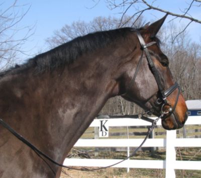 Sound Equine Dragonfly English Reins Best Price