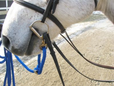 Sound Equine Easy Lunge Poly Lunge Line Best Price