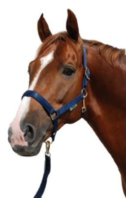 Bucas Polypropylene Halter Best Price