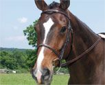 Collegiate Collection Fancy Raised Bridle with Reins