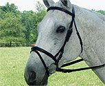 Collegiate Collection Padded Flash Bridle