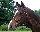 Collegiate Collection Square Raised Bridle with Reins