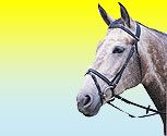 Wintec Flash Bridle