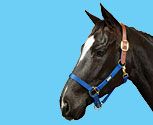Roma Breakaway Halter