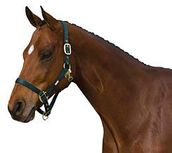 Roma Classic Adjustable Halter With Throat Clip