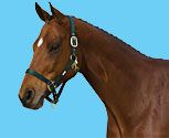 Roma Classic Adjustable Halter With Throat Clip