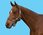 Roma Nylon Halter With Neoprene