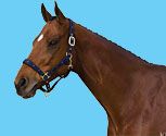 Roma Deluxe Trim Halter<P>*Please note that this halter is Navy/Pink not Flint/Pink.