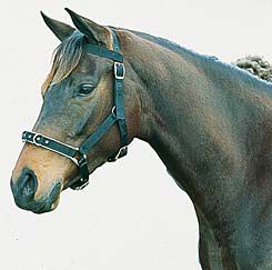 Roma Nylon Padded Lunge Cavesson