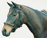 Roma Nylon Padded Lunge Cavesson