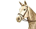 Kincade Lined Event Bridle