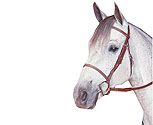 Kincade Raised Fancy Stitched Bridle