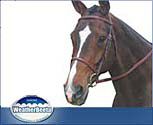 Kincade Square Raised Bridle
