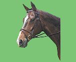 Collegiate Plain Raised Bridle With Flash