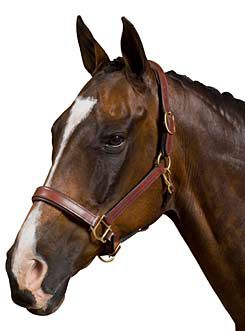 Collegiate Deluxe Padded Breakaway Halter
