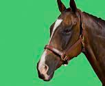Collegiate Deluxe Padded Breakaway Halter