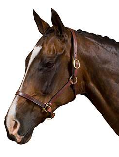 Collegiate Leather Halter