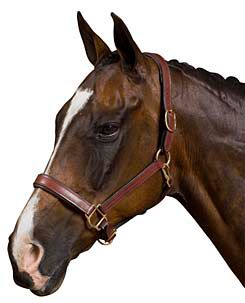 Collegiate Padded Leather Breakaway Halter
