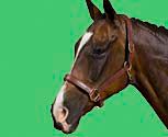 Collegiate Padded Leather Breakaway Halter