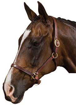 Collegiate Rolled Edge Leather Breakaway Halter