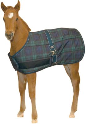 WeatherBeeta Jasper Growing Foal Blanket