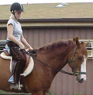 Sound Equine Bitless Reins Best Price