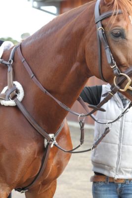 Collegiate 5 Point Breastplate Best Price