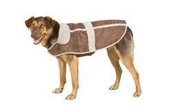 Weatherbeeta Burghley Dog Blanket