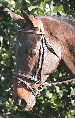 Vespucci Weymouth Nose Band