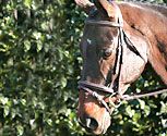 Vespucci Square Raised Noseband with Flash