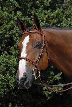 Vespucci Fancy Raised Hunter Bridle