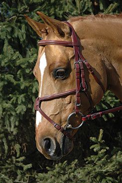 Vespucci Fancy Raised Figure 8 Jumper Bridle