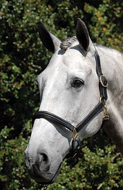 Vespucci Double Raised Leather Halter
