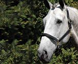 Vespucci Double Raised Leather Halter