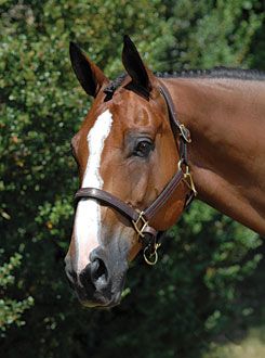 Vespucci Fancy Stitched Leather Halter