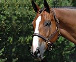 Vespucci Fancy Stitched Leather Halter
