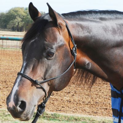 Classic Equine Rope Tie Halter