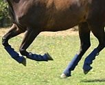 Equilibrium Equi Chaps Hardy Chaps
