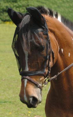Equilibrium Net Relief Riding Mask Best Price