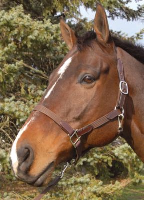 Classic Equine Fancy Webbed Halter